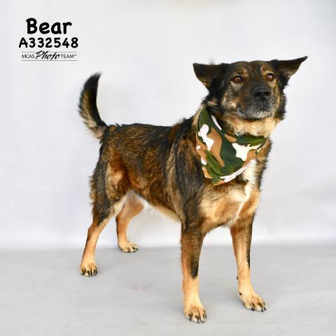 BEAR, an adoptable German Shepherd Dog Mix in Conroe, TX_image-1