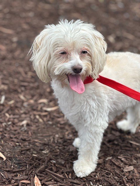 Princess, an adoptable Maltese, Poodle in Costa Mesa, CA, 92627 | Photo Image 1