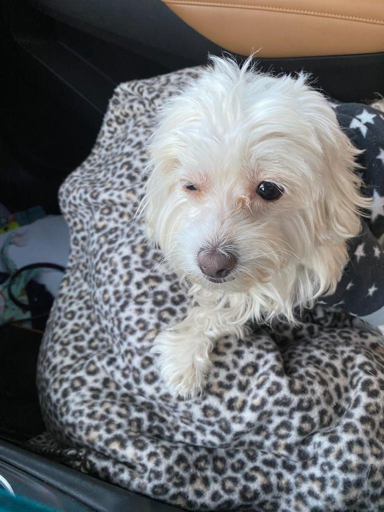 Princess, an adoptable Maltese, Poodle in Costa Mesa, CA, 92627 | Photo Image 3