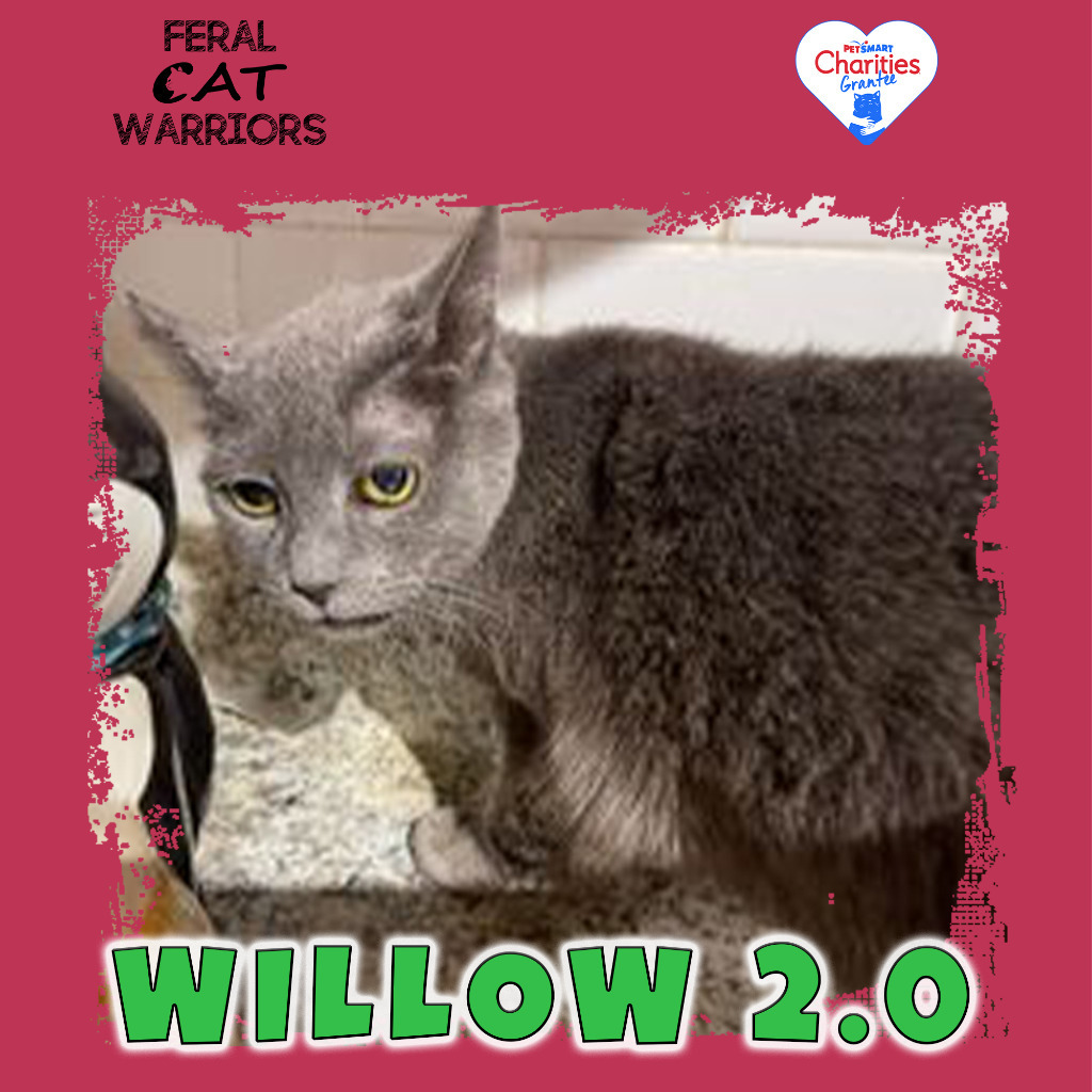 Willow 2.0, an adoptable Domestic Short Hair in Kingman, AZ, 86401 | Photo Image 1