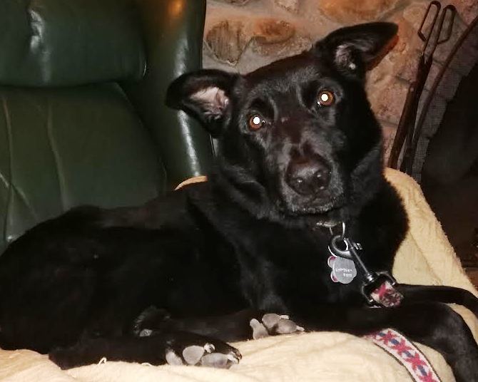 Gunther, an adoptable Border Collie, Labrador Retriever in Tucson, AZ, 85716 | Photo Image 1