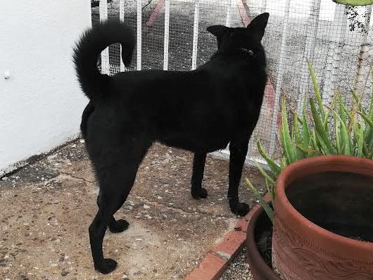 Gunther, an adoptable Border Collie, Labrador Retriever in Tucson, AZ, 85716 | Photo Image 2