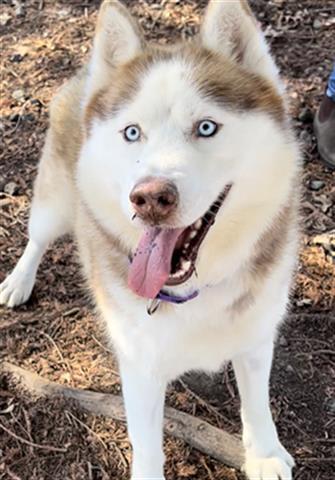 Hazle A406399, an adoptable Siberian Husky in Petaluma, CA, 94955 | Photo Image 1