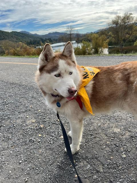 Hazle A406399, an adoptable Siberian Husky in Petaluma, CA, 94955 | Photo Image 2