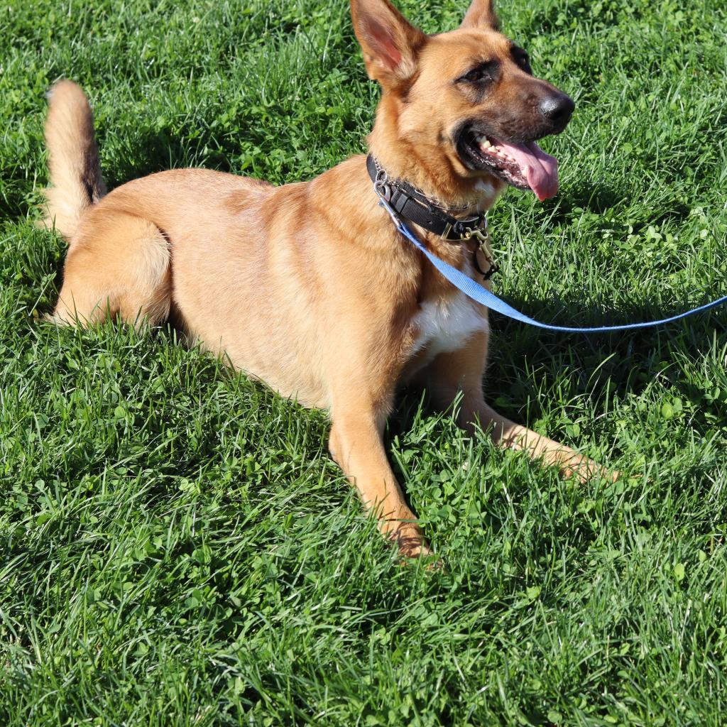 Decker, an adoptable German Shepherd Dog in Ione, CA, 95640 | Photo Image 1