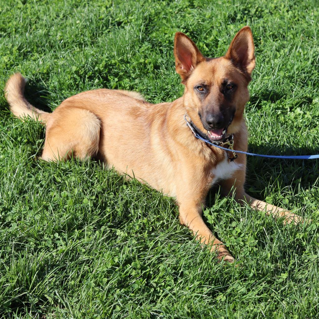 Decker, an adoptable German Shepherd Dog in Ione, CA, 95640 | Photo Image 2