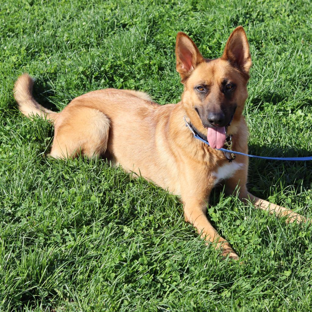 Decker, an adoptable German Shepherd Dog in Ione, CA, 95640 | Photo Image 3