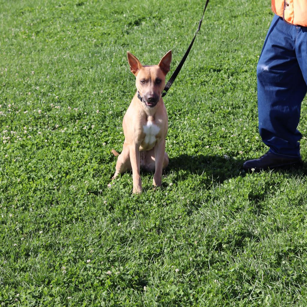 Stella, an adoptable Mixed Breed in Ione, CA, 95640 | Photo Image 1