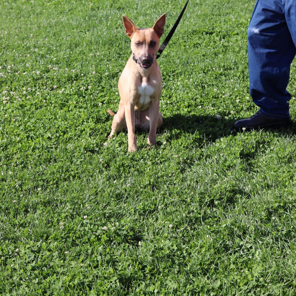 Stella, an adoptable Mixed Breed in Ione, CA, 95640 | Photo Image 2