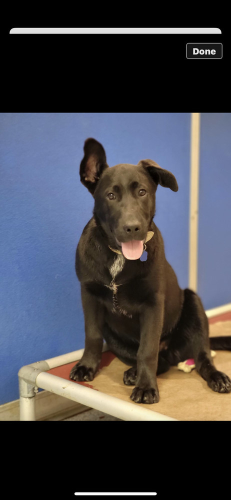 Angus, an adoptable Labrador Retriever, Chow Chow in Bartlesville, OK, 74006 | Photo Image 1