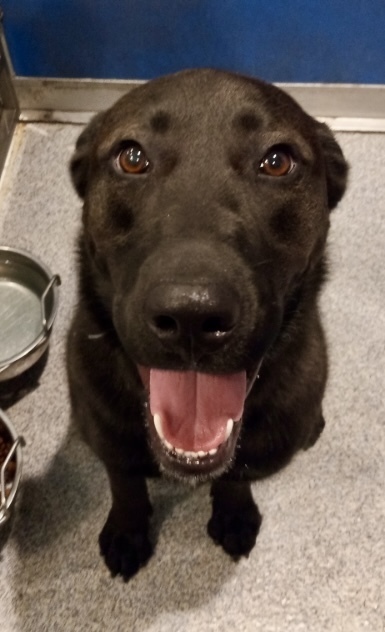 Angus, an adoptable Labrador Retriever, Chow Chow in Bartlesville, OK, 74006 | Photo Image 2