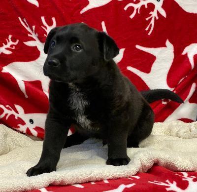 Angus, an adoptable Labrador Retriever, Chow Chow in Bartlesville, OK, 74006 | Photo Image 3