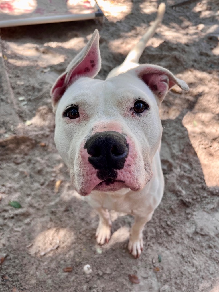 Winter, an adoptable American Staffordshire Terrier in Fulton, TX, 78358 | Photo Image 1