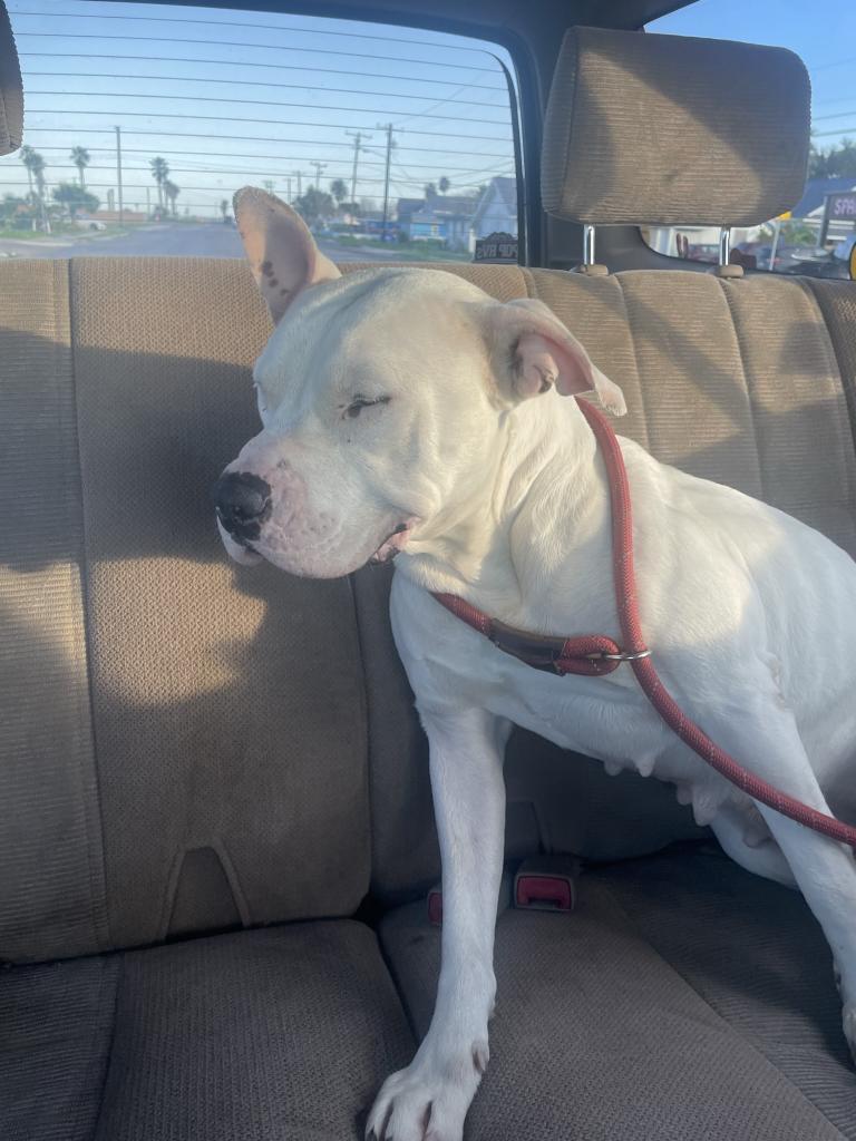 Winter, an adoptable American Staffordshire Terrier in Fulton, TX, 78358 | Photo Image 2