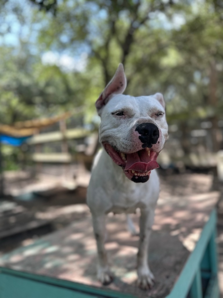 Winter, an adoptable American Staffordshire Terrier in Fulton, TX, 78358 | Photo Image 4