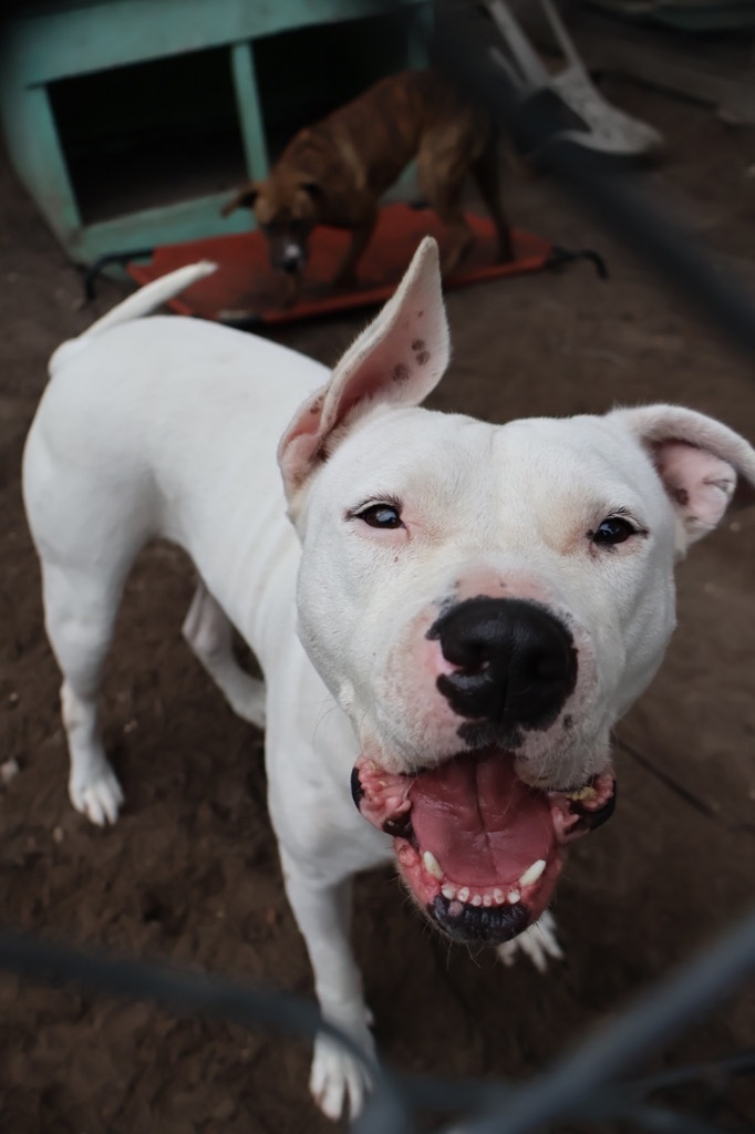 Winter, an adoptable American Staffordshire Terrier in Fulton, TX, 78358 | Photo Image 5