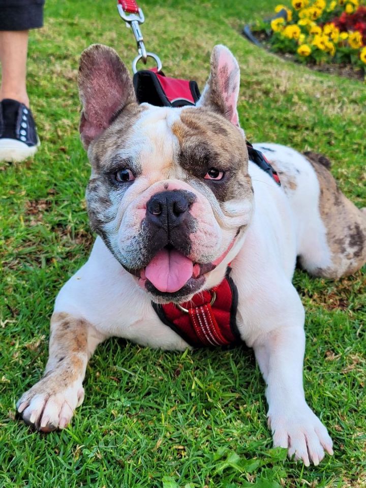 Petfinder bulldog hot sale