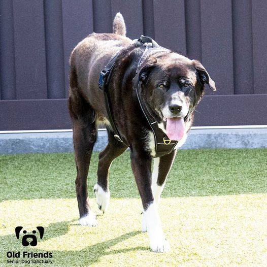 Senior dog rescue store mt juliet tn