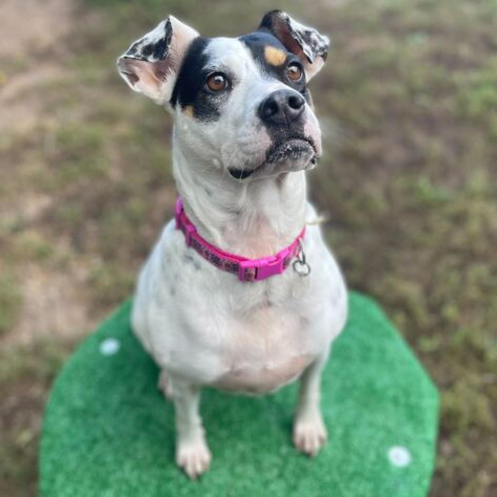 Magnolia, an adoptable Mixed Breed in Fairfax Station, VA, 22039 | Photo Image 3