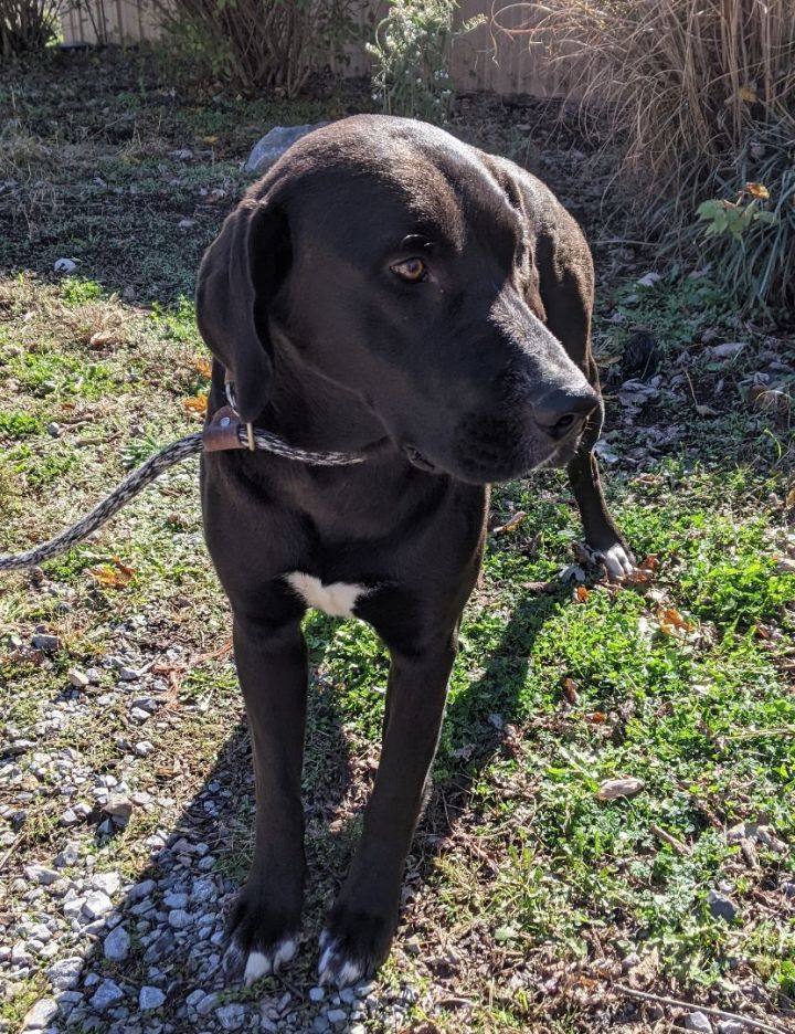 Hugo, an adoptable Labrador Retriever Mix in Bella Vista, AR_image-2