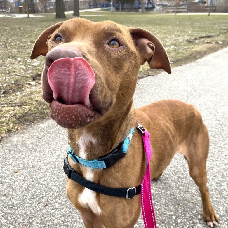 Gabby, an adoptable Pit Bull Terrier in Mount Pleasant, MI, 48858 | Photo Image 3