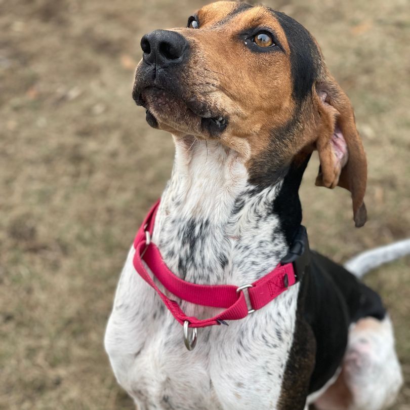 Virginia , an adoptable Coonhound in Mount Pleasant, MI, 48858 | Photo Image 2