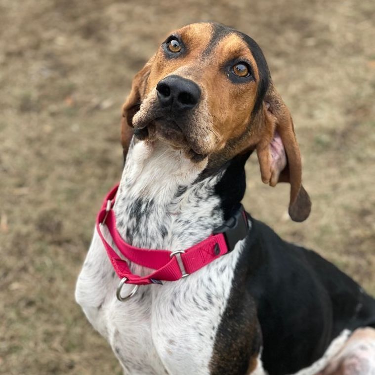 Virginia , an adoptable Coonhound in Mount Pleasant, MI, 48858 | Photo Image 3