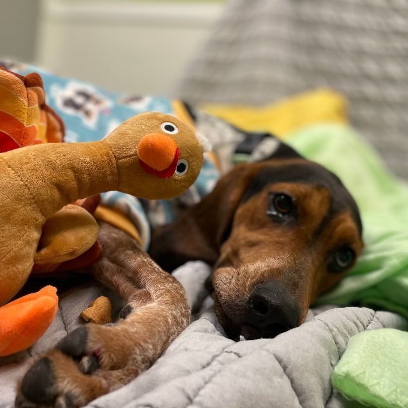 Virginia , an adoptable Coonhound in Mount Pleasant, MI, 48858 | Photo Image 4