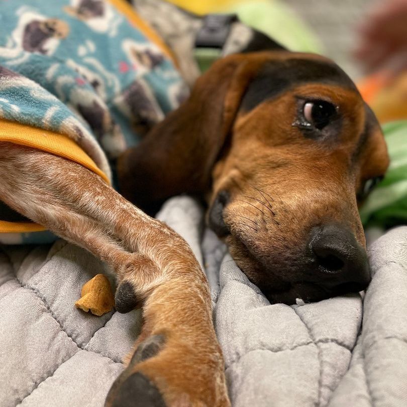 Virginia , an adoptable Coonhound in Mount Pleasant, MI, 48858 | Photo Image 1