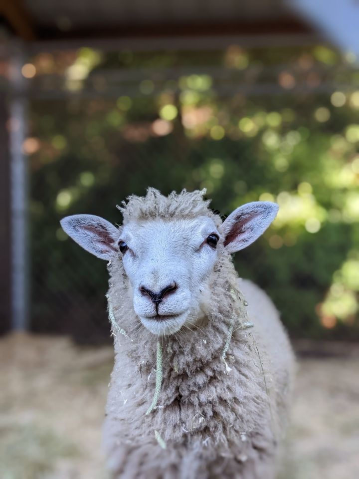 Sonny & Cher, an adoptable Sheep in Bellingham, WA_image-2