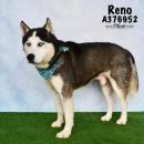 RENO's profile on Petfinder.com