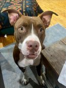 HOPE's profile on Petfinder.com