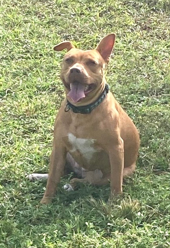 Kieva, an adoptable Terrier in Davie, FL_image-3