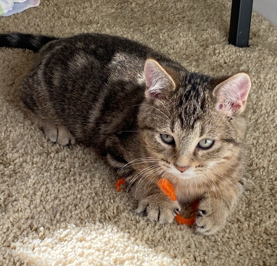 Reed, an adoptable Tabby in Parkville, MO, 64152 | Photo Image 2