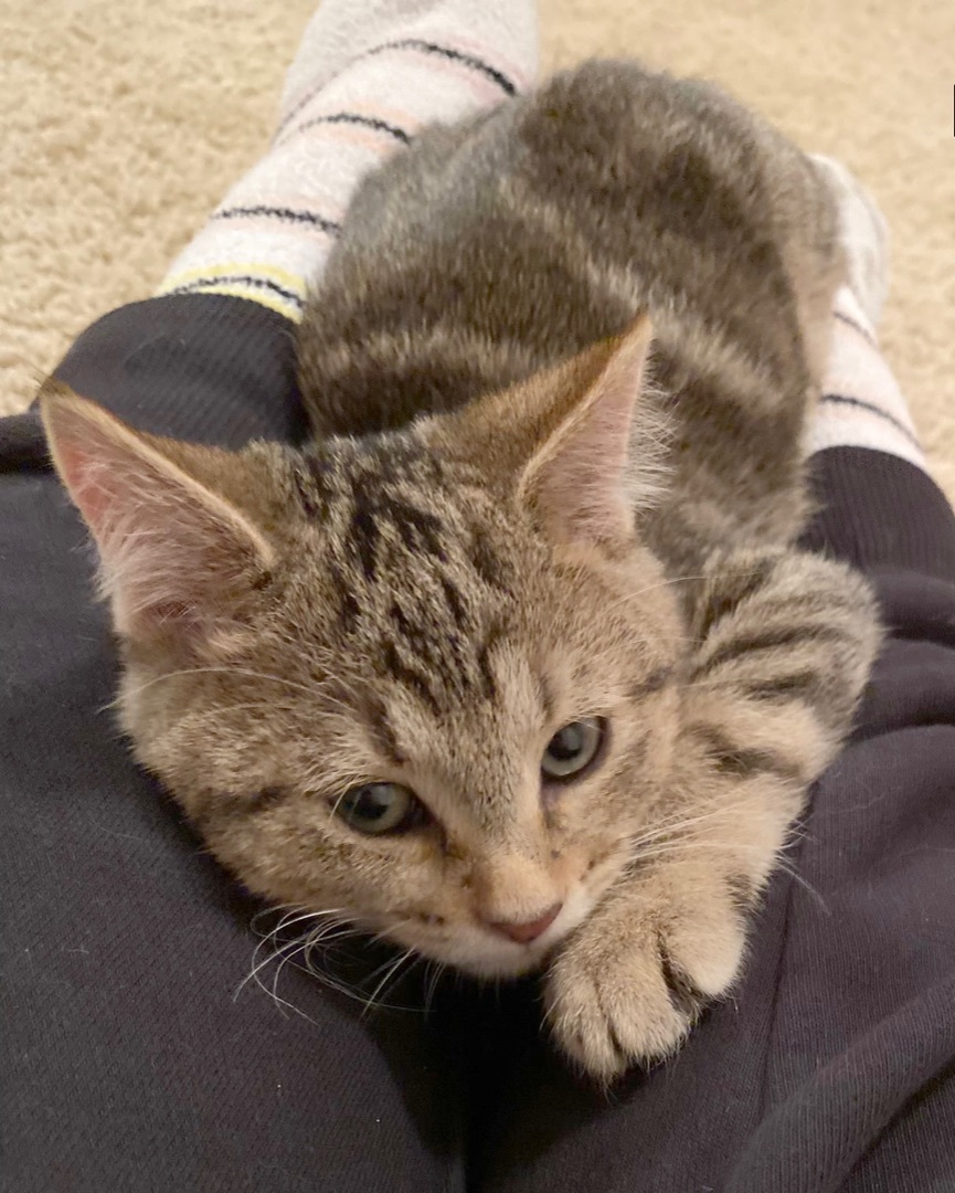 Reed, an adoptable Tabby in Parkville, MO, 64152 | Photo Image 4