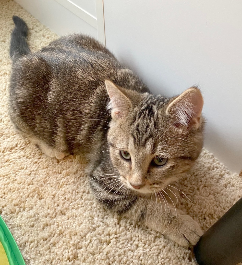 Reed, an adoptable Tabby in Parkville, MO, 64152 | Photo Image 6