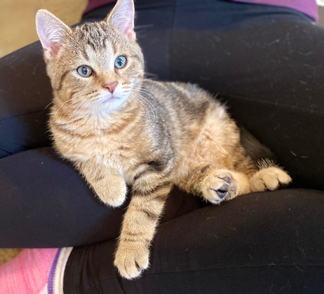 Reed, an adoptable Tabby in Parkville, MO, 64152 | Photo Image 8