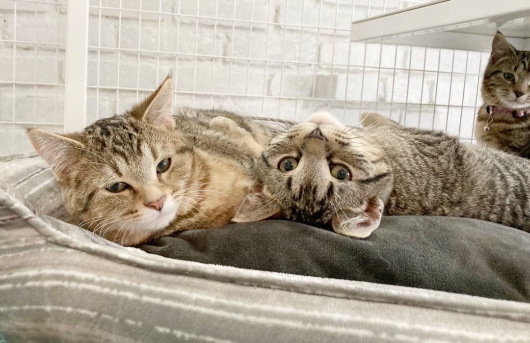 Reed, an adoptable Tabby in Parkville, MO, 64152 | Photo Image 10