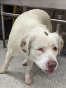 CAPT MORGAN's profile on Petfinder.com