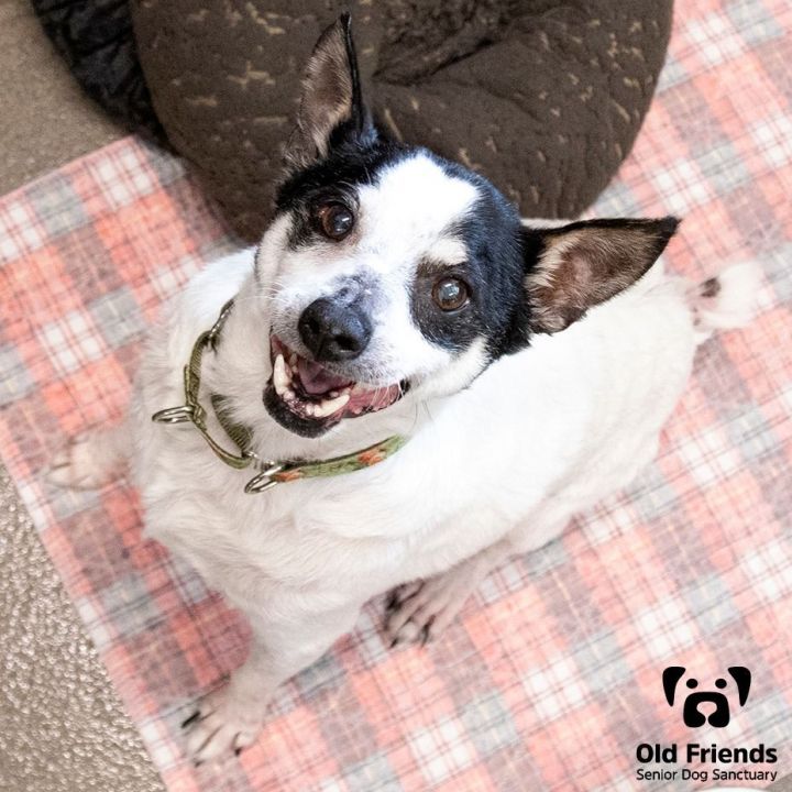 Petfinder store rat terrier