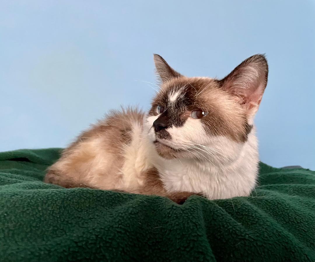 Luna, an adoptable Domestic Medium Hair in Huntsville, AL, 35802 | Photo Image 2