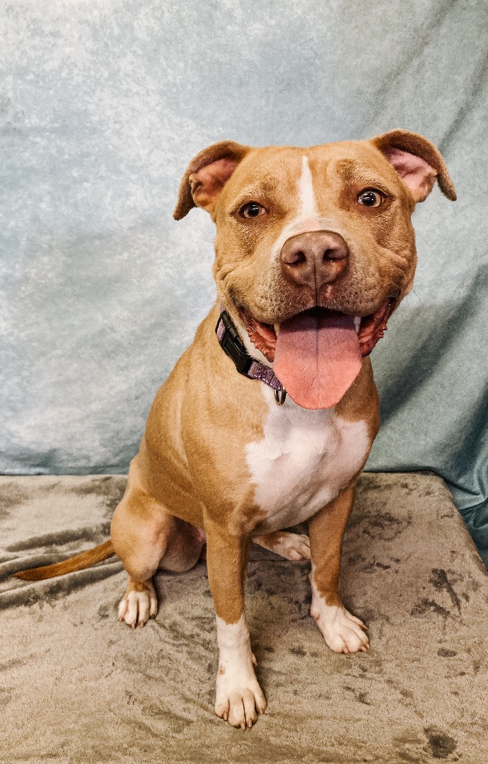 Nadene, an adoptable American Staffordshire Terrier in Marshall, MO, 65340 | Photo Image 2