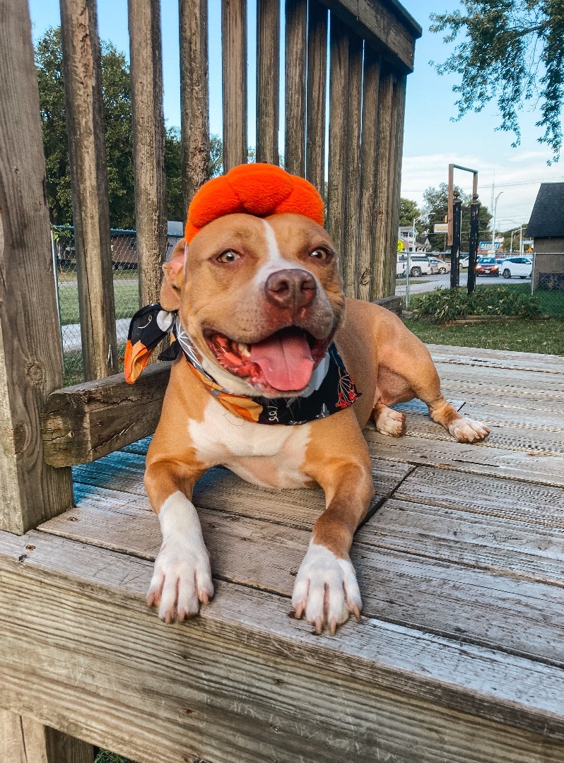 Nadene, an adoptable American Staffordshire Terrier in Marshall, MO, 65340 | Photo Image 3