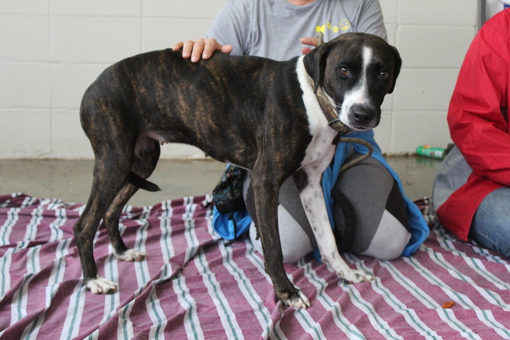 Sydney, an adoptable Mixed Breed in Scott, LA, 70583 | Photo Image 2