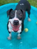 MELLY's profile on Petfinder.com