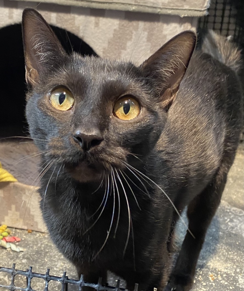 Sombra, an adoptable Domestic Short Hair in Bellevue, NE, 68005 | Photo Image 1