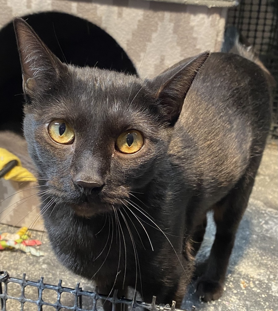 Sombra, an adoptable Domestic Short Hair in Bellevue, NE, 68005 | Photo Image 3