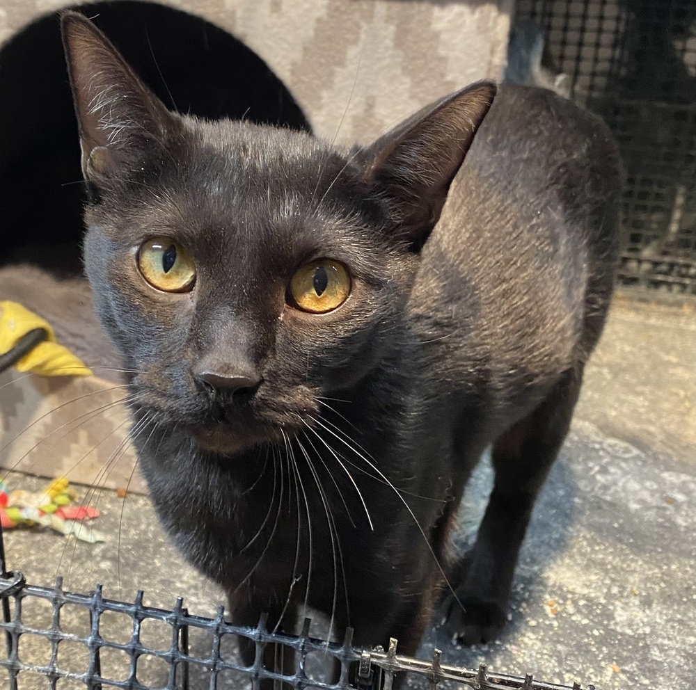 Sombra, an adoptable Domestic Short Hair in Bellevue, NE, 68005 | Photo Image 4