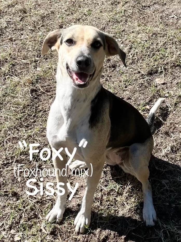 Sissy, an adoptable Beagle & Whippet Mix in Fulton, TX_image-1