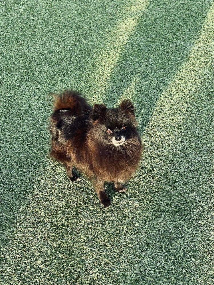 is yeontan a pomeranian